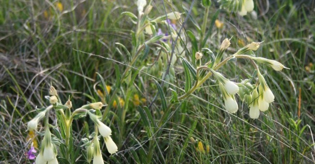 Onosma echioides